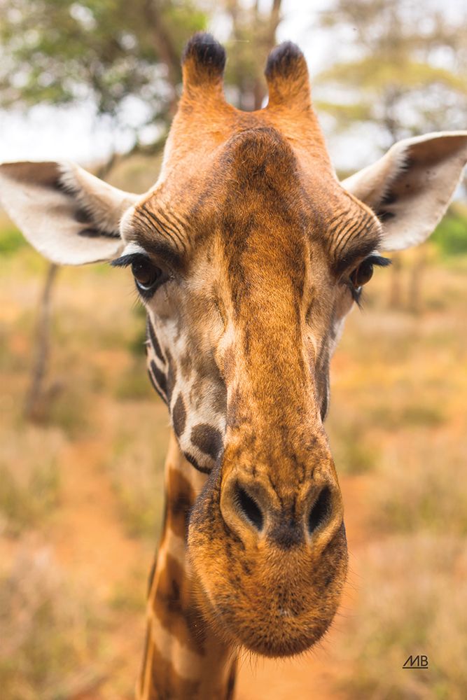 Silly Giraffe II art print by Max Blakesberg Studios for $57.95 CAD