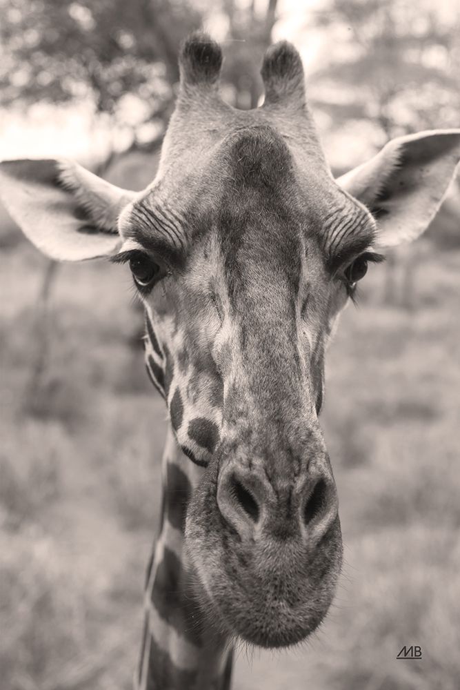 Silly Giraffe Neutral I art print by Max Blakesberg Studios for $57.95 CAD