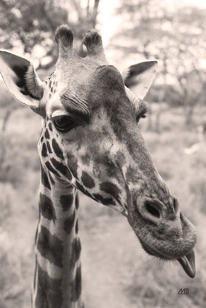 Silly Giraffe Neutral II art print by Max Blakesberg Studios for $57.95 CAD