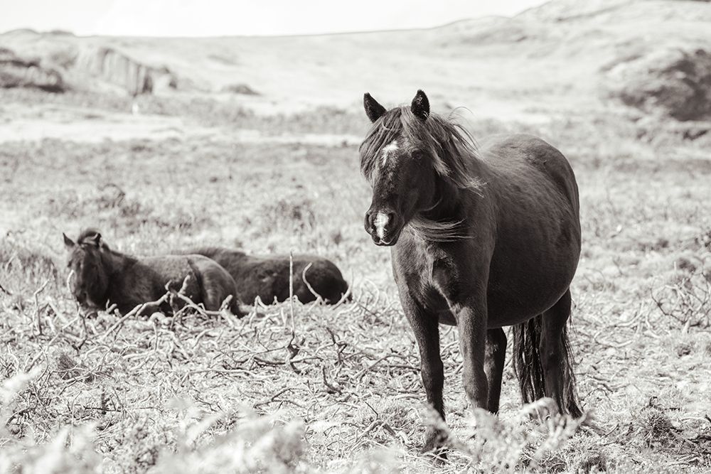 Dartmoor Ponies I art print by Deborah Revell for $57.95 CAD