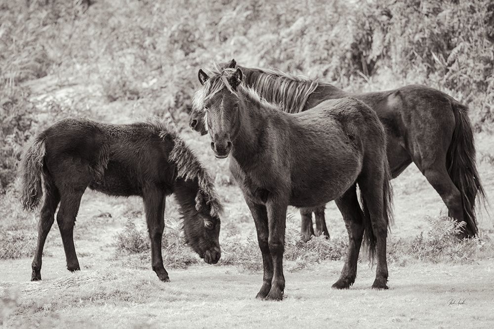 Dartmoor Ponies II art print by Deborah Revell for $57.95 CAD