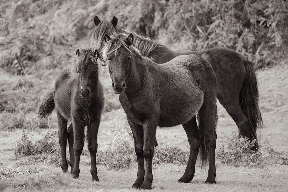 Dartmoor Ponies III art print by Deborah Revell for $57.95 CAD