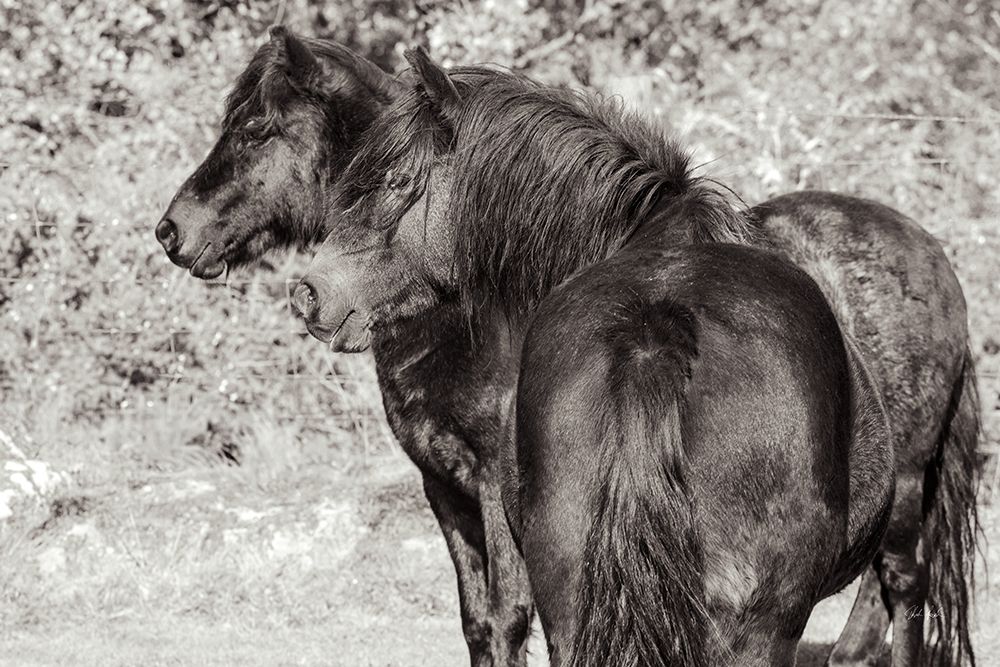 Dartmoor Ponies IV art print by Deborah Revell for $57.95 CAD