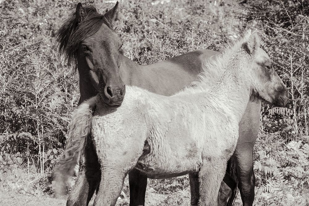 Dartmoor Ponies V art print by Deborah Revell for $57.95 CAD