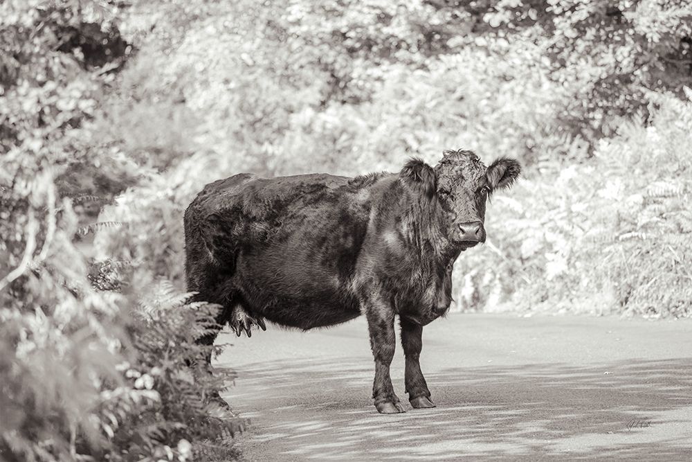 Cow on the Road I art print by Deborah Revell for $57.95 CAD