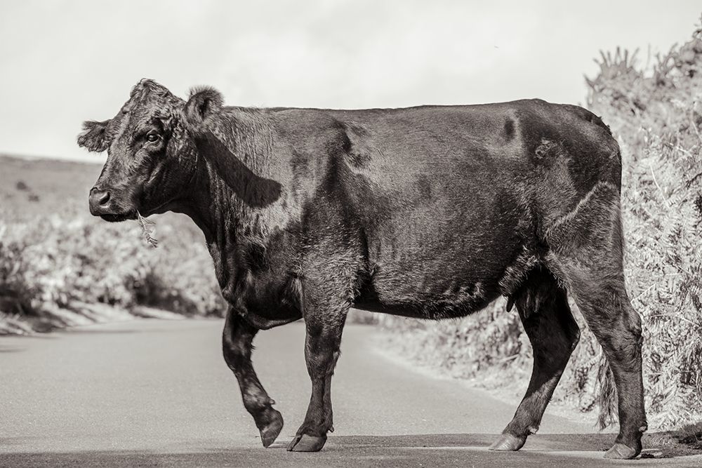Cow on the Road II art print by Deborah Revell for $57.95 CAD