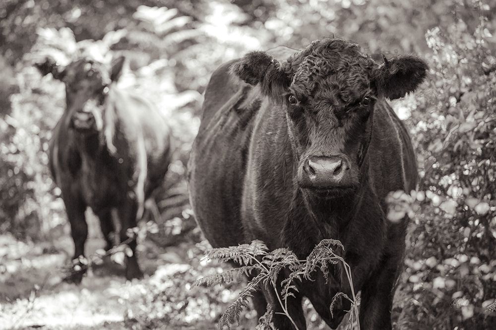 Dartmoor Cattle art print by Deborah Revell for $57.95 CAD