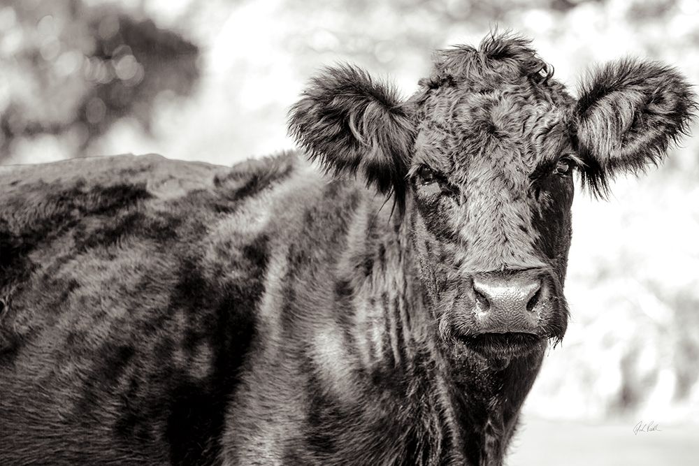 Dartmoor Cow art print by Deborah Revell for $57.95 CAD