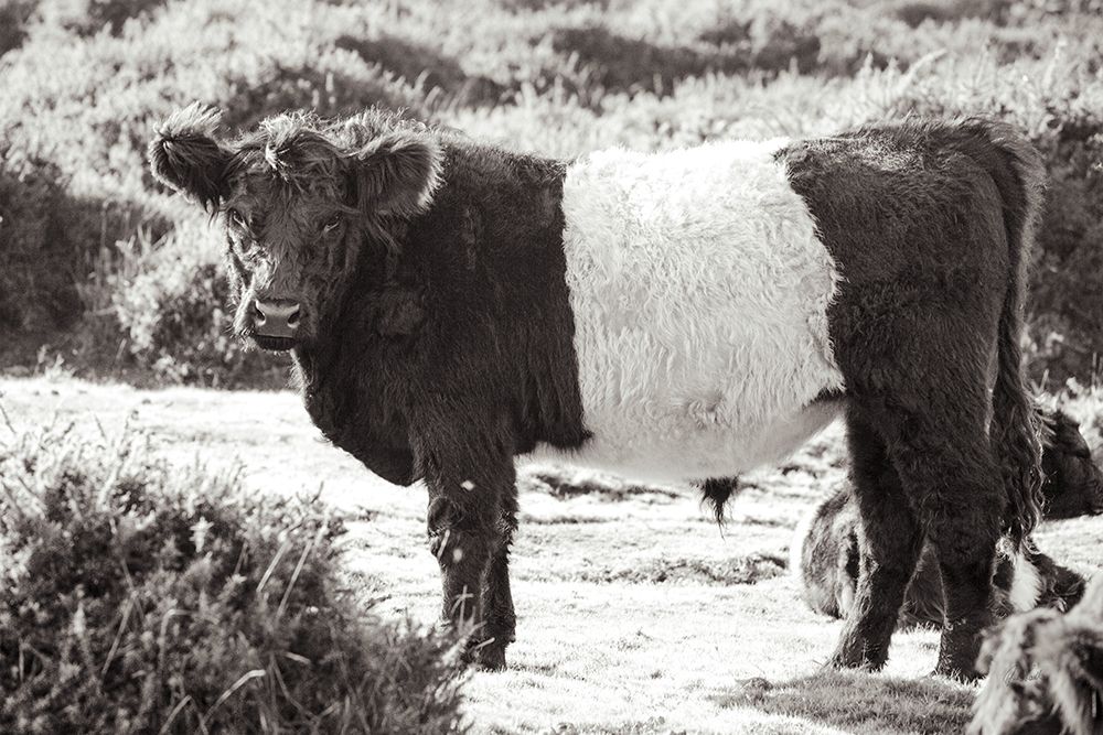 Standing Cow art print by Deborah Revell for $57.95 CAD