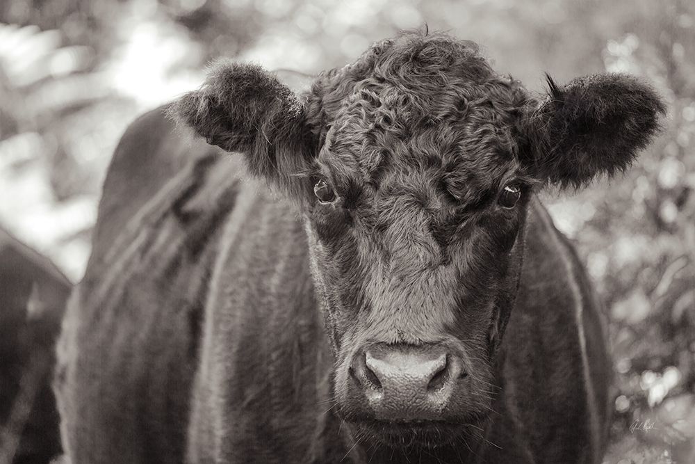 The Cow art print by Deborah Revell for $57.95 CAD