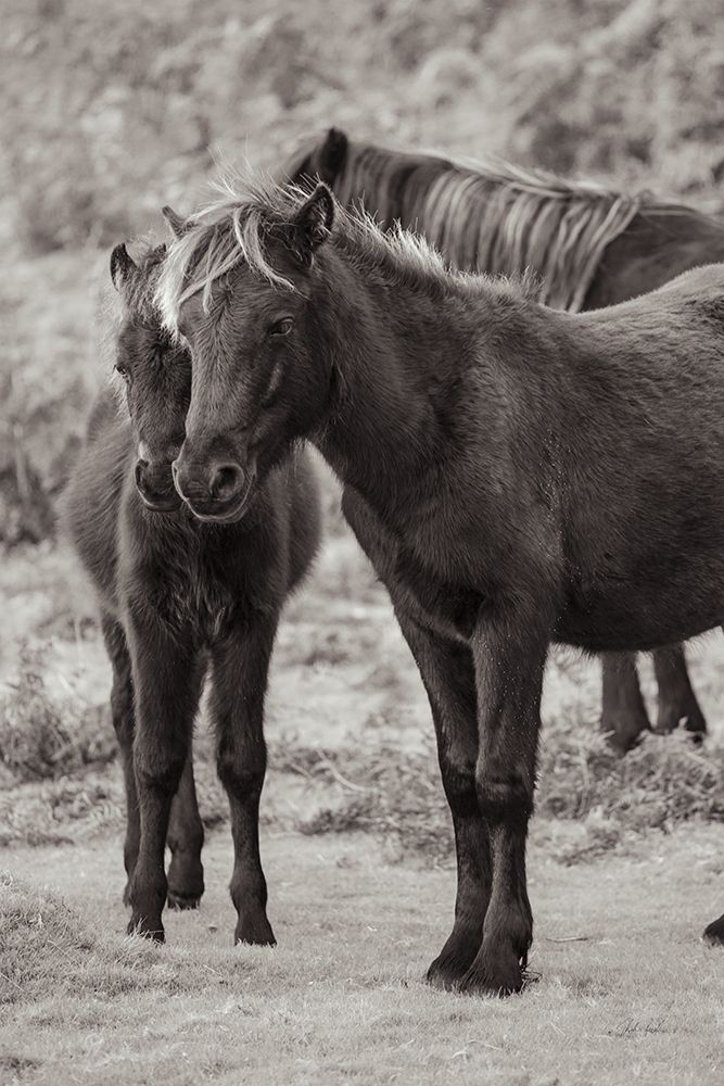 Vertical Ponies art print by Deborah Revell for $57.95 CAD
