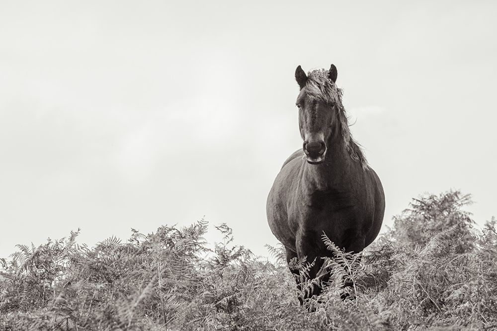 Wild Dartmoor Pony art print by Deborah Revell for $57.95 CAD