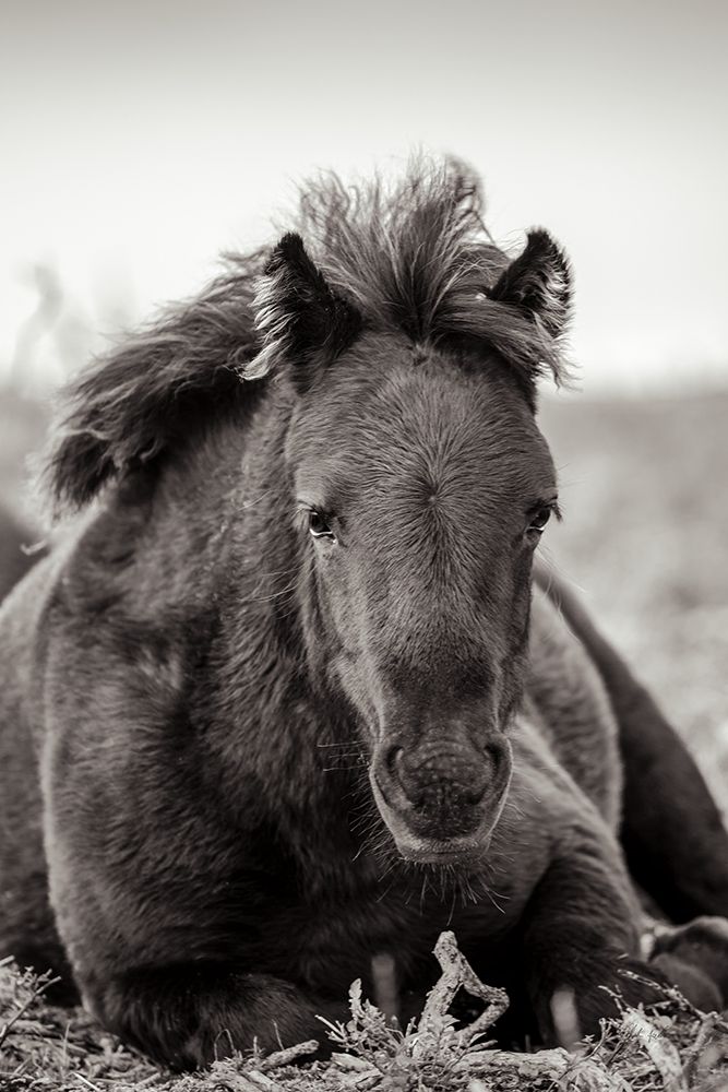 Wild Foal art print by Deborah Revell for $57.95 CAD