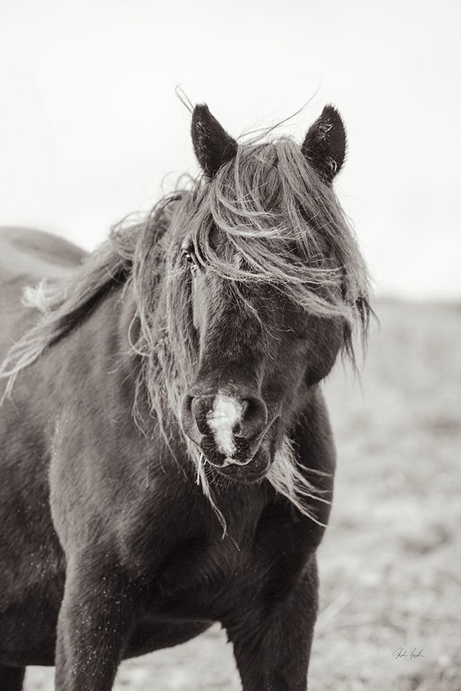 Wild Pony art print by Deborah Revell for $57.95 CAD