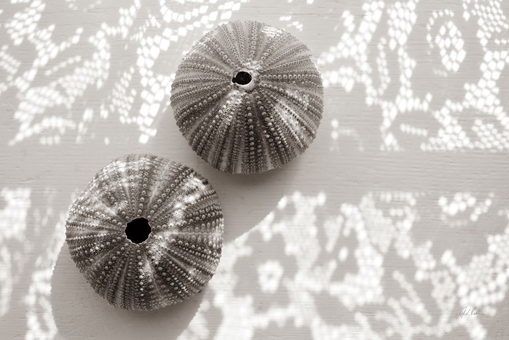 Urchins in Lace I art print by Deborah Revell for $57.95 CAD
