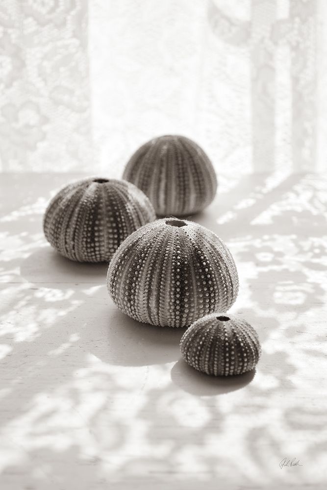 Urchins in Lace II art print by Deborah Revell for $57.95 CAD