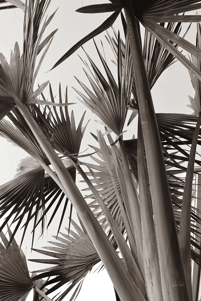 Sepia Palms art print by Deborah Revell for $57.95 CAD