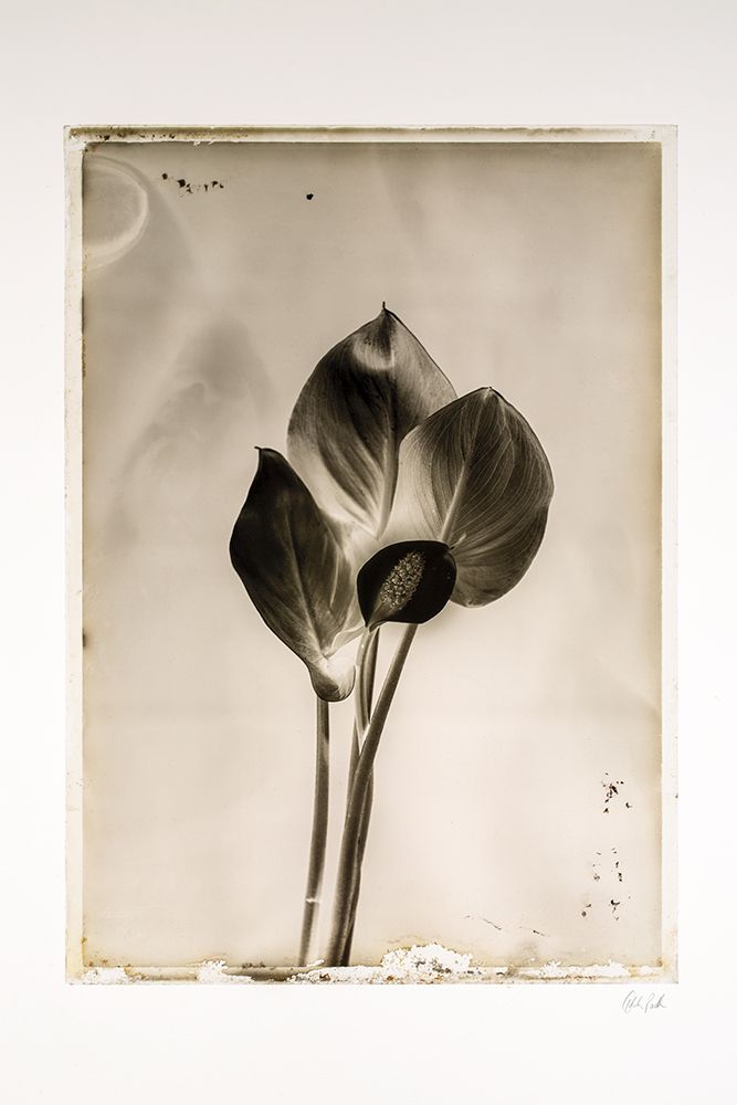 Glass Plate I art print by Deborah Revell for $57.95 CAD