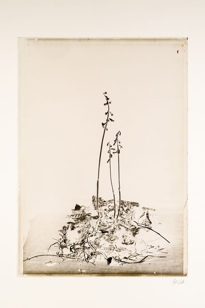 Glass Plate II art print by Deborah Revell for $57.95 CAD