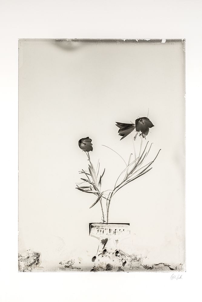 Glass Plate III art print by Deborah Revell for $57.95 CAD