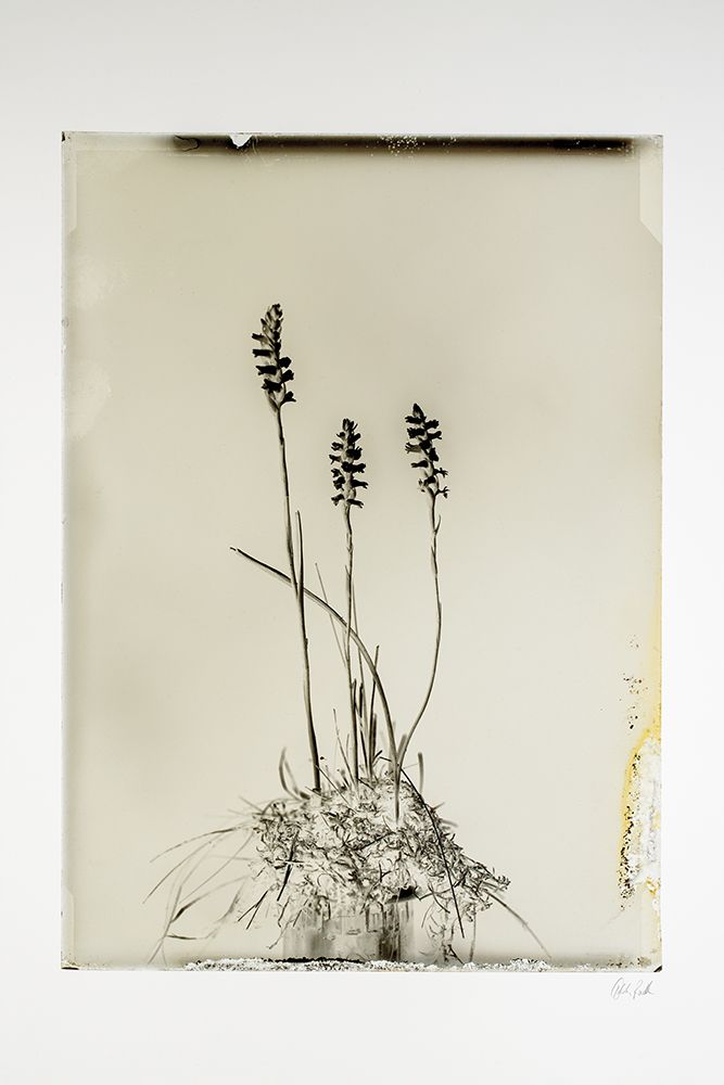 Glass Plate IV art print by Deborah Revell for $57.95 CAD