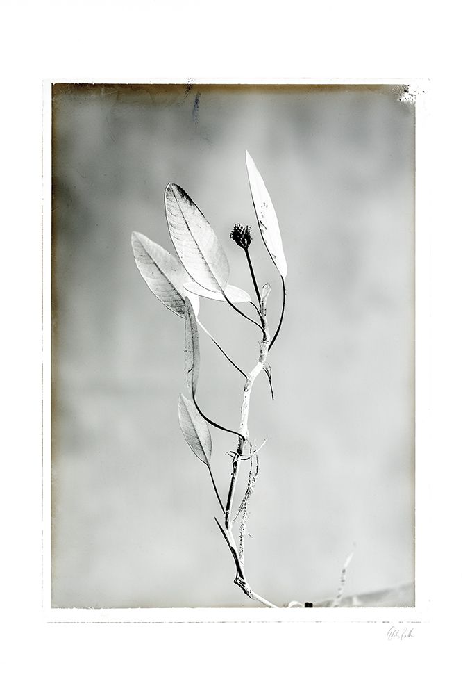 Glass Plate VI art print by Deborah Revell for $57.95 CAD