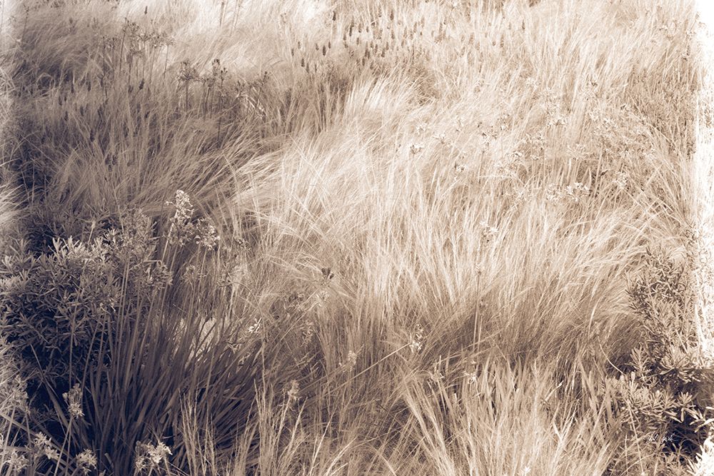 Soft Grasses II art print by Deborah Revell for $57.95 CAD