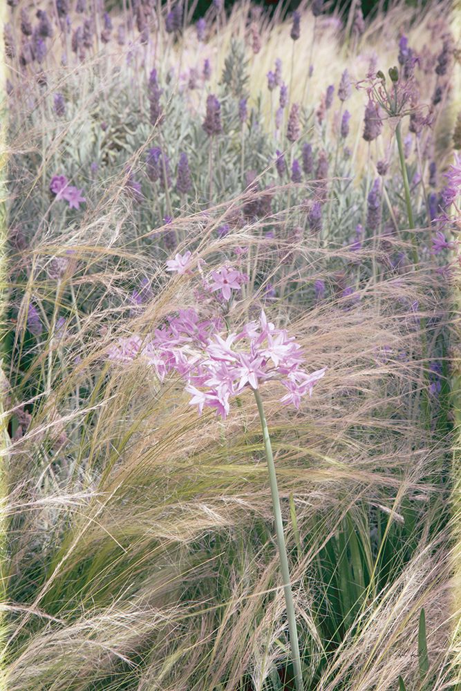Secret Garden VII art print by Deborah Revell for $57.95 CAD