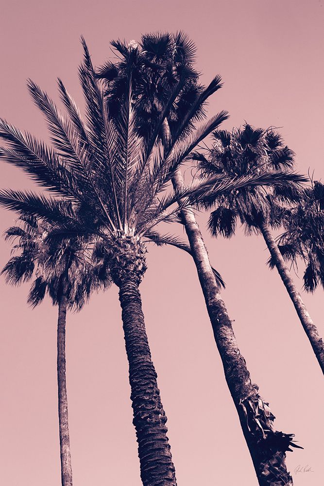 Pink Palms II art print by Deborah Revell for $57.95 CAD