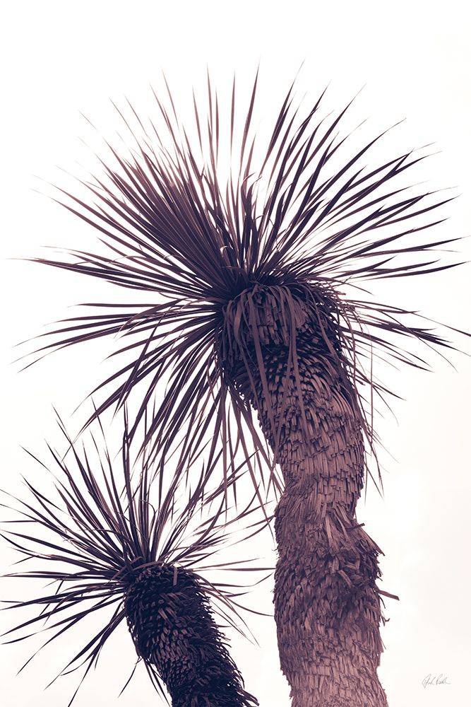 Palm art print by Deborah Revell for $57.95 CAD