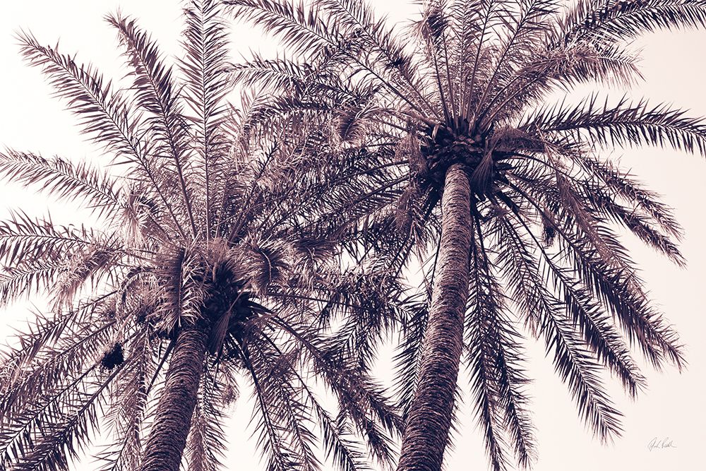 Pink Palms Horizontal art print by Deborah Revell for $57.95 CAD