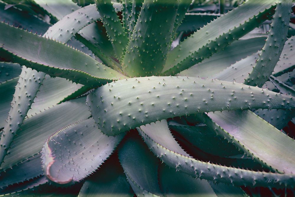 Succulent I art print by Deborah Revell for $57.95 CAD