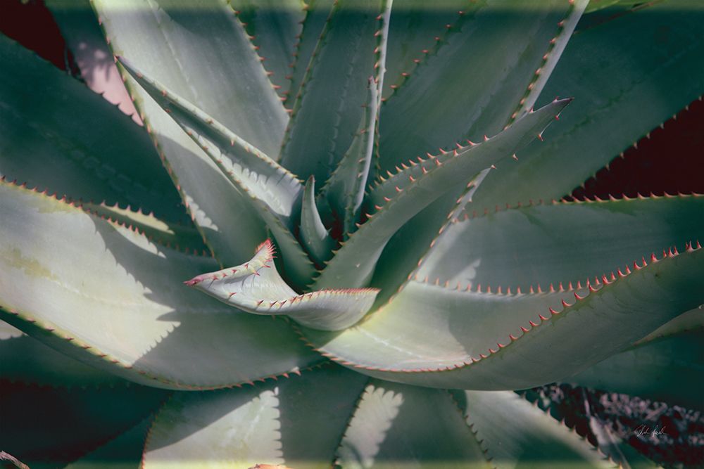 Succulent II art print by Deborah Revell for $57.95 CAD