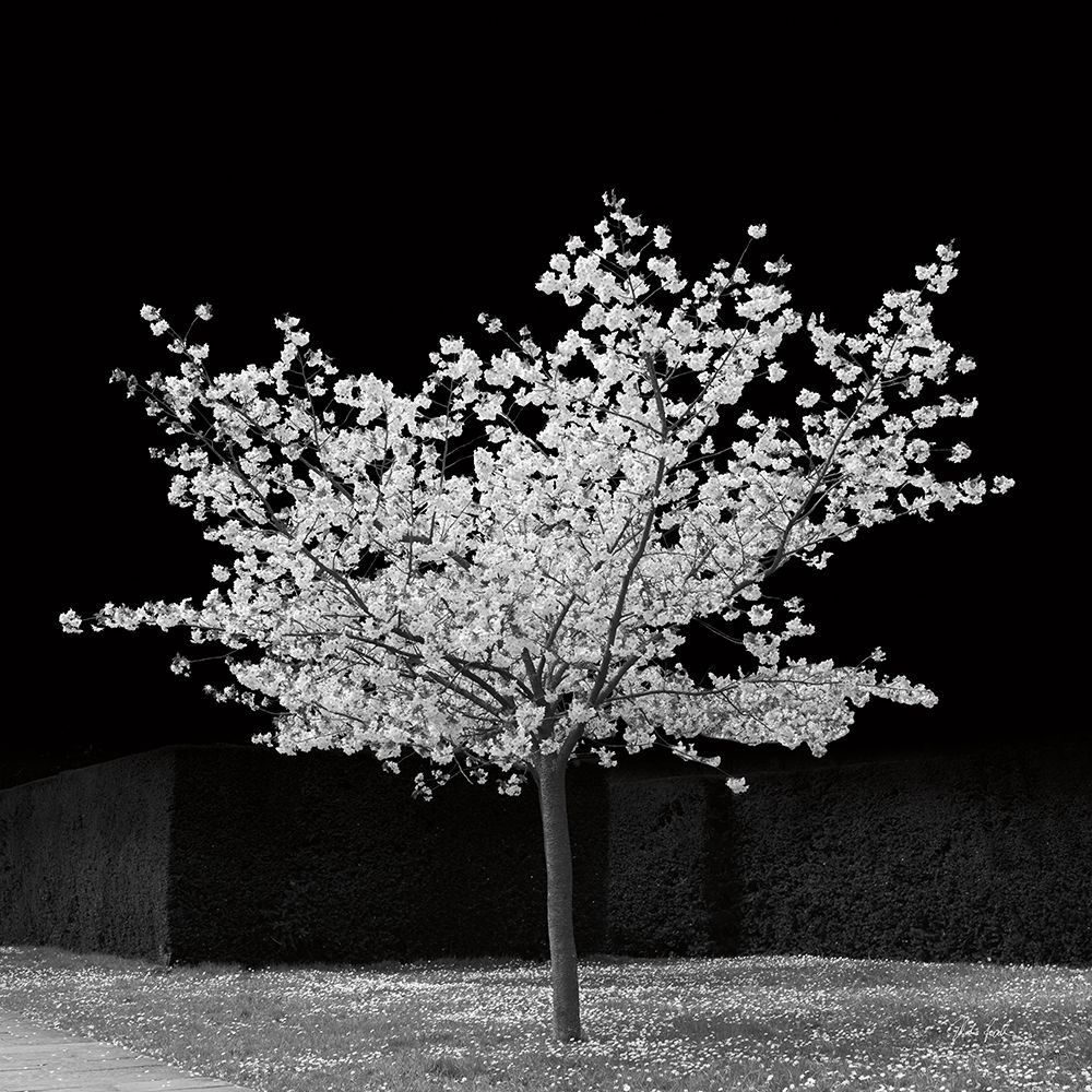 The Blossom Tree art print by Deborah Revell for $57.95 CAD