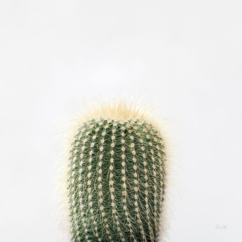 Desert Treasures I art print by Deborah Revell for $57.95 CAD