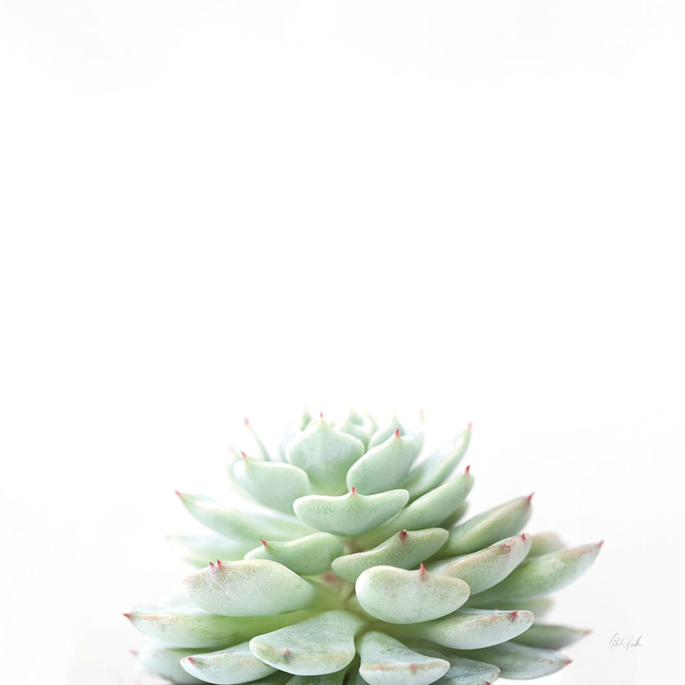 Desert Treasures II art print by Deborah Revell for $57.95 CAD