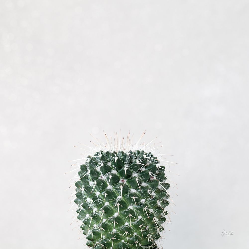 Desert Treasures IV art print by Deborah Revell for $57.95 CAD
