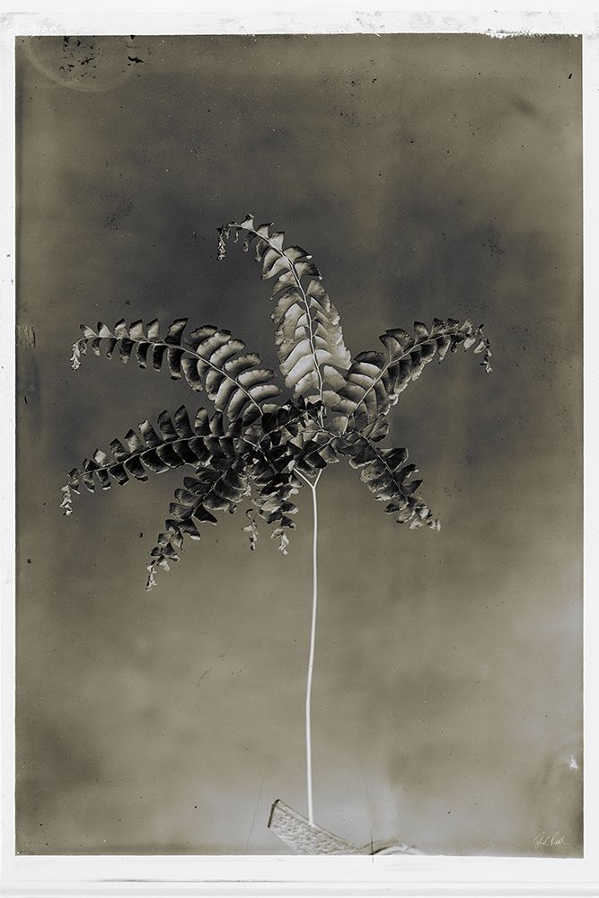 Glass Plate Botanical I art print by Deborah Revell for $57.95 CAD