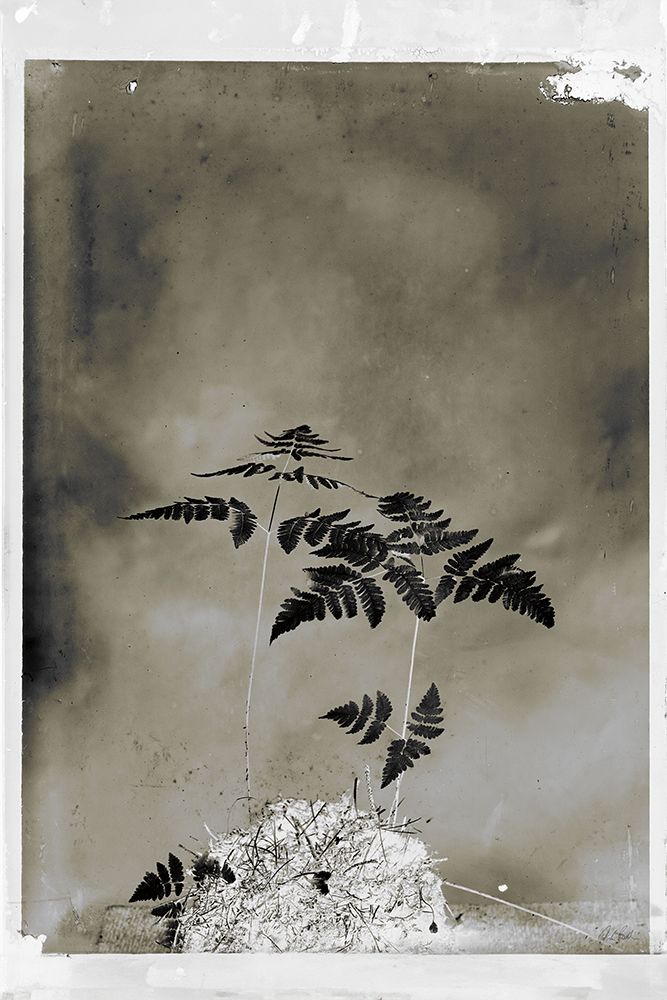Glass Plate Botanical II art print by Deborah Revell for $57.95 CAD
