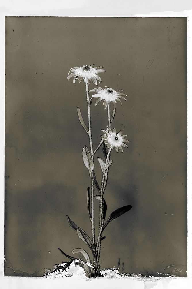 Glass Plate Botanical III art print by Deborah Revell for $57.95 CAD
