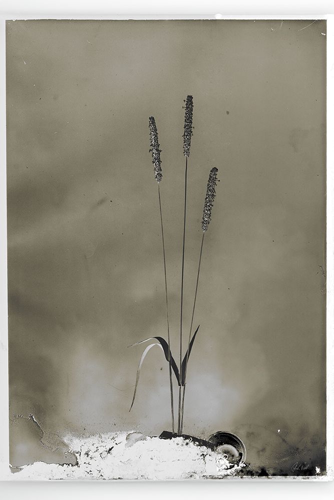 Glass Plate Botanical IV art print by Deborah Revell for $57.95 CAD