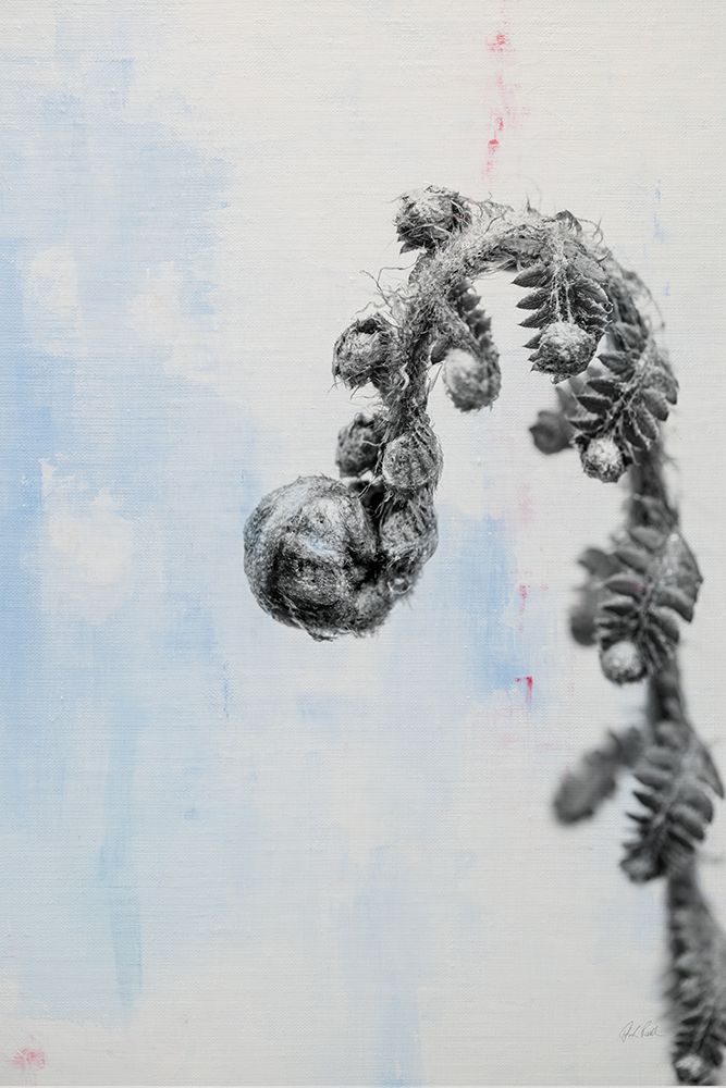 Fiddle Fern II art print by Deborah Revell for $57.95 CAD