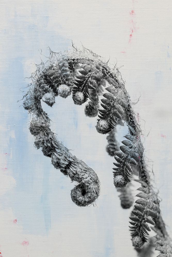Fiddle Fern III art print by Deborah Revell for $57.95 CAD