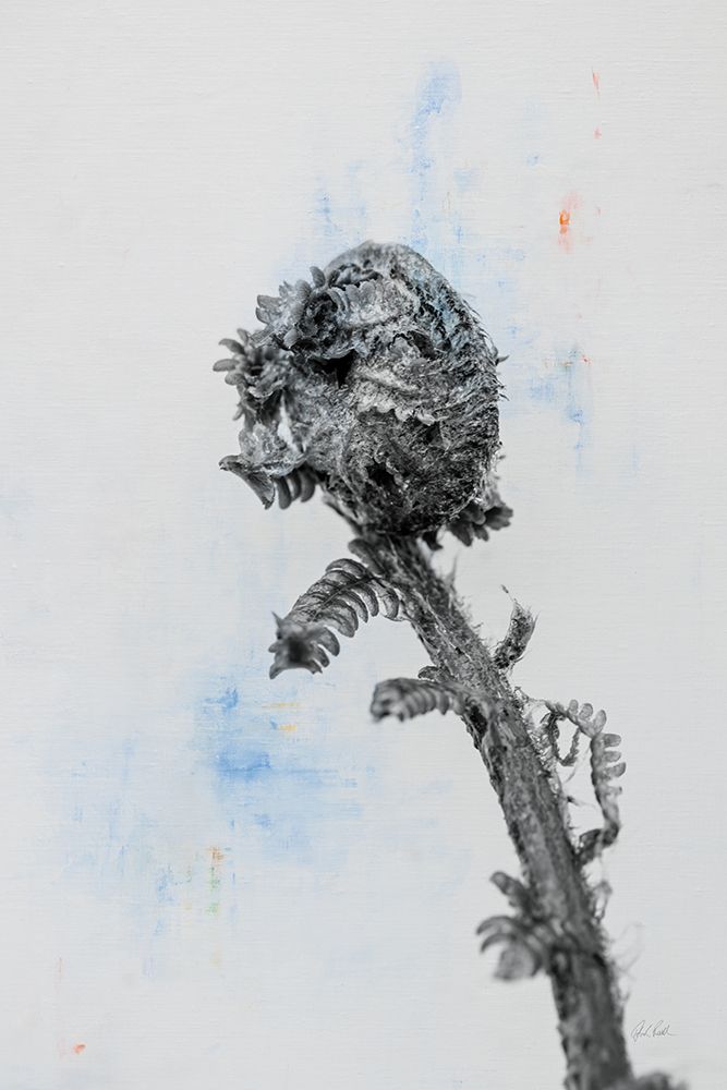 Fiddle Fern V art print by Deborah Revell for $57.95 CAD
