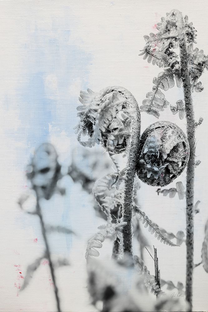 Fiddle Fern VI art print by Deborah Revell for $57.95 CAD