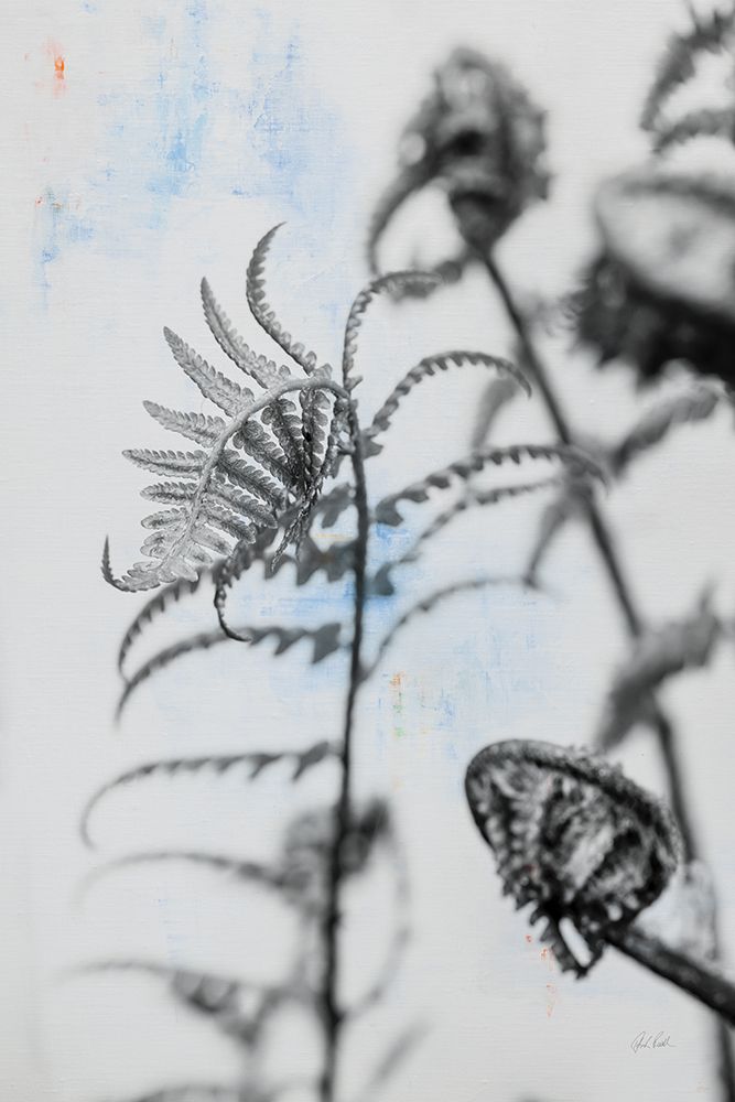 Fiddle Fern VIII art print by Deborah Revell for $57.95 CAD