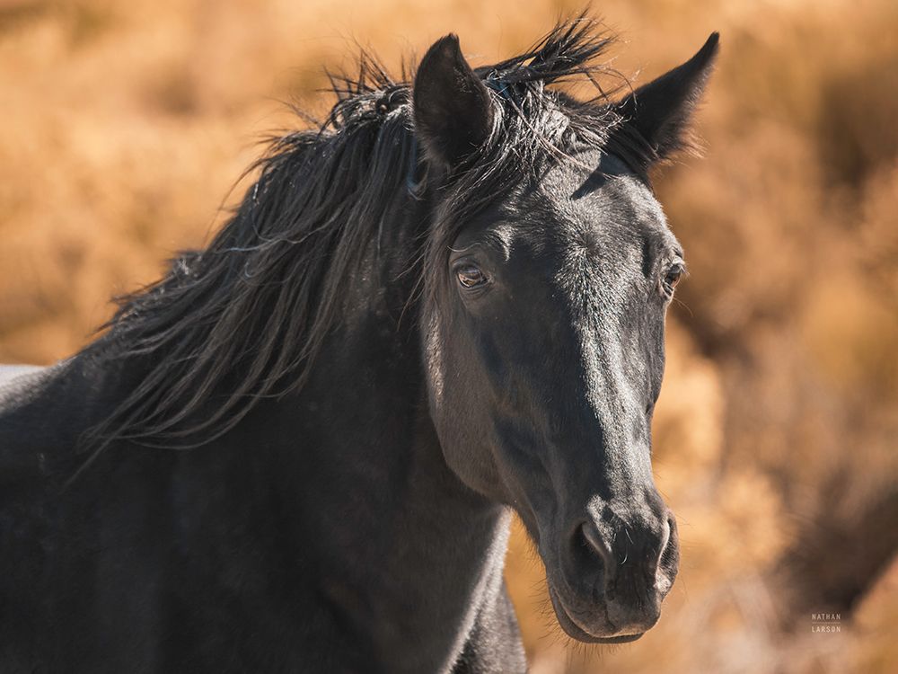 A Horse Called Utah art print by Nathan Larson for $57.95 CAD