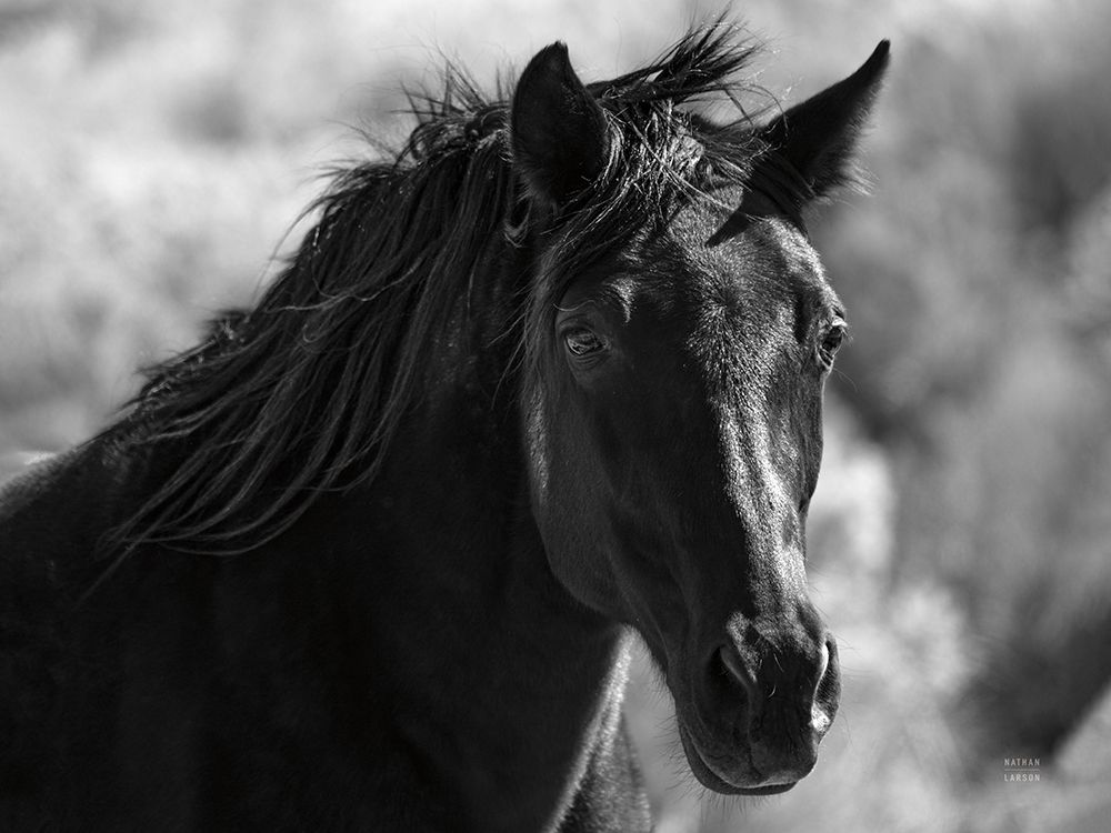 A Horse Called Utah BW art print by Nathan Larson for $57.95 CAD