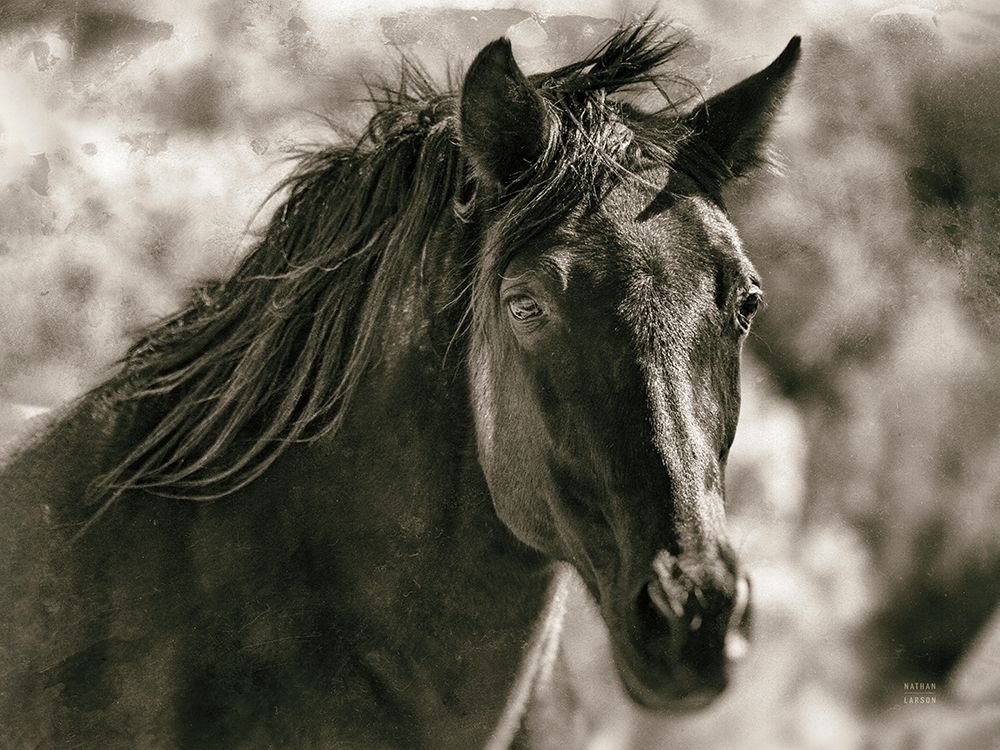 A Horse Called Utah Sepia art print by Nathan Larson for $57.95 CAD