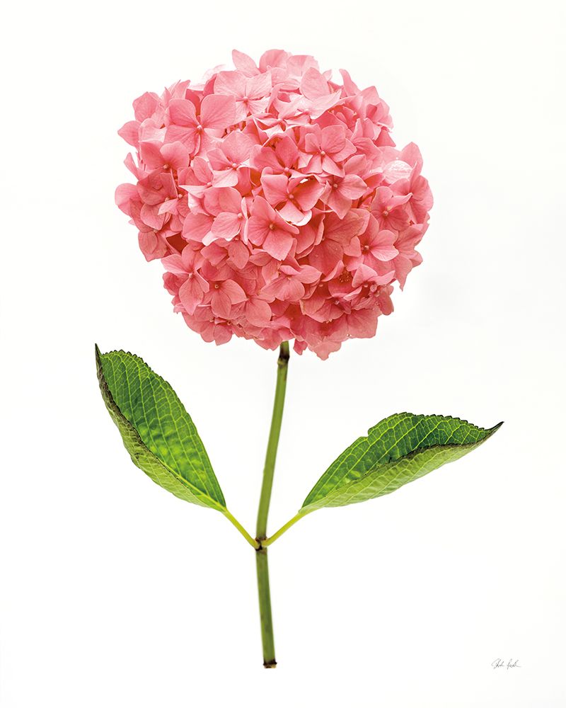 Providence Hydrangea I art print by Deborah Revell for $57.95 CAD